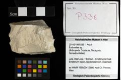 Foto (Objekt + Etiketten) von Eodromites sp. 